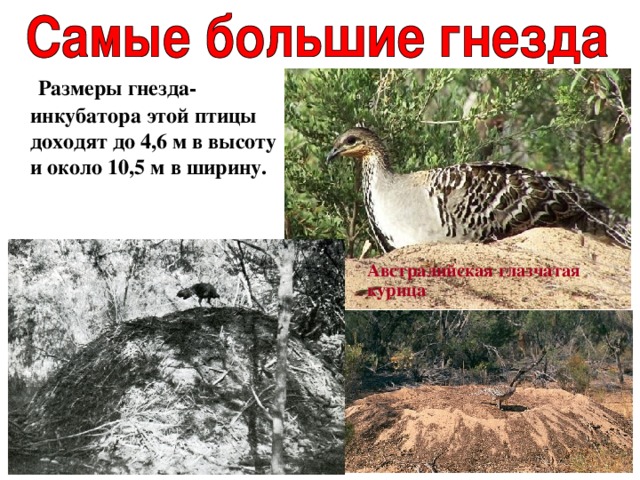  Размеры гнезда-инкубатора этой птицы доходят до 4,6 м в высоту и около 10,5 м в ширину.   Австралийская глазчатая курица 