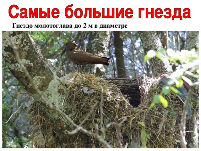 Гнездо молотоглава до 2 м в диаметре 