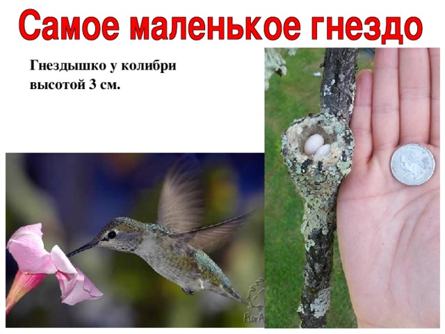  Гнездышко у колибри высотой 3 см. 