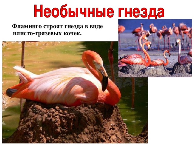  Фламинго строят гнезда в виде илисто-грязевых кочек.  