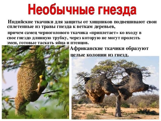  Индийские ткачики для защиты от хищников подвешивают свои сплетенные из травы гнезда к веткам деревьев,   причем самец черноголового ткачика «приплетает» ко входу в свое гнездо длинную трубку, через которую не могут пролезть змеи, готовые таскать яйца и птенцов.   Африканские ткачики образуют целые колонии из гнезд.  