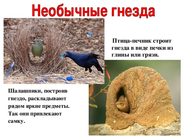  Птица-печник строит гнезда в виде печки из глины или грязи.  Шалашники, построив гнездо, раскладывают рядом яркие предметы. Так они привлекают самку. 