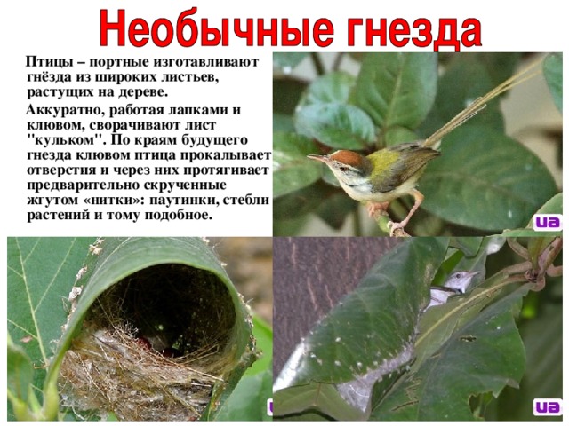  Птицы – портные изготавливают гнёзда из широких листьев, растущих на дереве.  Аккуратно, работая лапками и клювом, сворачивают лист 