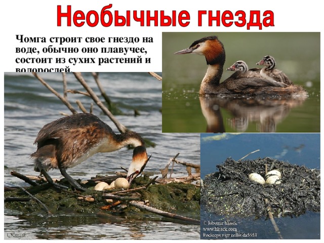  Чомга строит свое гнездо на воде, обычно оно плавучее, состоит из сухих растений и водорослей. 