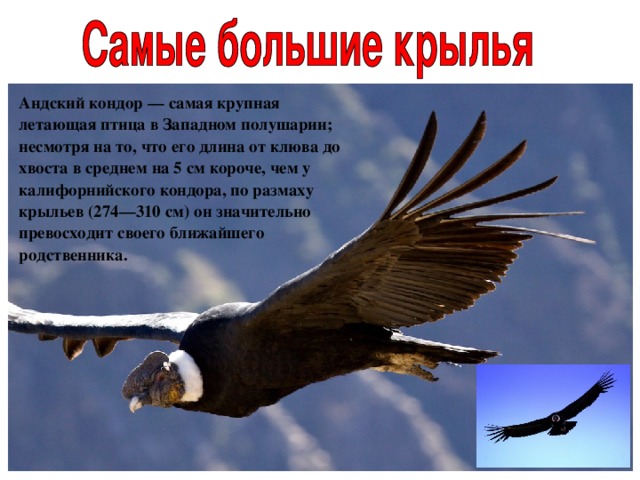 Андский кондор — самая крупная летающая птица в Западном полушарии; несмотря на то, что его длина от клюва до хвоста в среднем на 5 см короче, чем у калифорнийского кондора, по размаху крыльев (274—310 см) он значительно превосходит своего ближайшего родственника.  