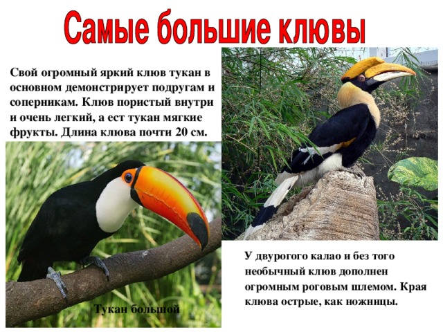 Свой огромный яркий клюв тукан в основном демонстрирует подругам и соперникам. Клюв пористый внутри и очень легкий, а ест тукан мягкие фрукты. Длина клюва почти 20 см.  У двурогого калао и без того необычный клюв дополнен огромным роговым шлемом. Края клюва острые, как ножницы. Тукан большой 