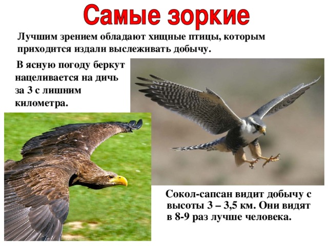  Лучшим зрением обладают хищные птицы, которым  приходится издали выслеживать добычу.  В ясную погоду беркут нацеливается на дичь за 3 с лишним километра.  Сокол-сапсан видит добычу с высоты 3 – 3,5 км. Они видят в 8-9 раз лучше человека. 