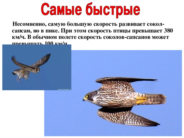  Несомненно, самую большую скорость развивает сокол-сапсан, но в пике. При этом скорость птицы превышает 380 км/ч. В обычном полете скорость соколов-сапсанов может превышать 100 км/ч.  