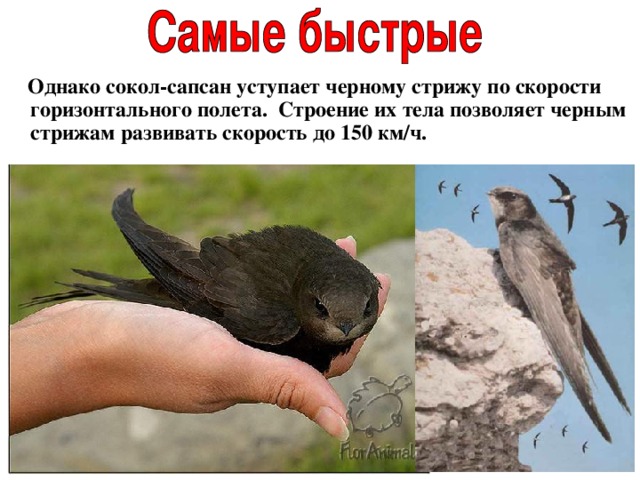  Однако сокол-сапсан уступает черному стрижу по скорости горизонтального полета.  Строение их тела позволяет черным стрижам развивать скорость до 150 км/ч. 