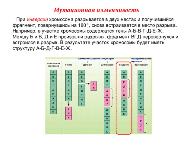 Мутационная изменчивость При инверсии  хромосома разрывается в двух местах и получившийся фрагмент, повернувшись на 180°, снова встраивается в место разрыва. Например, в участке хромосомы содержатся гены А-Б-В-Г-Д-Е-Ж. Между Б и В, Д и Е произошли разрывы, фрагмент ВГД перевернулся и встроился в разрыв. В результате участок хромосомы будет иметь структуру А-Б-Д-Г-В-Е-Ж.  