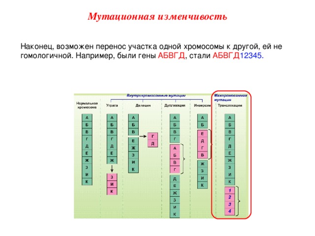 Мутационная изменчивость Наконец, возможен перенос участка одной хромосомы к другой, ей не гомологичной. Например, были гены АБВГД , стали АБВГД 12345.  