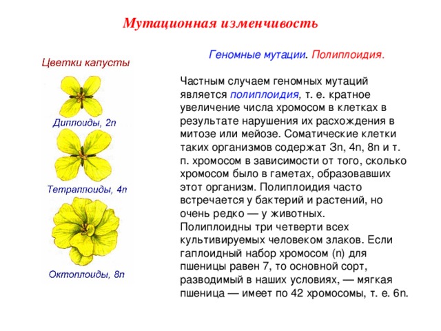 Мутационная изменчивость Геномные мутации . Полиплоидия. Частным случаем геномных мутаций является полиплоидия , т. е. кратное увеличение числа хромосом в клетках в результате нарушения их расхождения в митозе или мейозе. Соматические клетки таких организмов содержат З n , 4 n , 8 n и т. п. хромосом в зависимости от того, сколько хромосом было в гаметах, образовавших этот организм. Полиплоидия часто встречается у бактерий и растений, но очень редко — у животных. Полиплоидны три четверти всех культивируемых человеком злаков. Если гаплоидный набор хромосом ( n ) для пшеницы равен 7, то основной сорт, разводимый в наших условиях, — мягкая пшеница — имеет по 42 хромосомы, т. е. 6 n .  