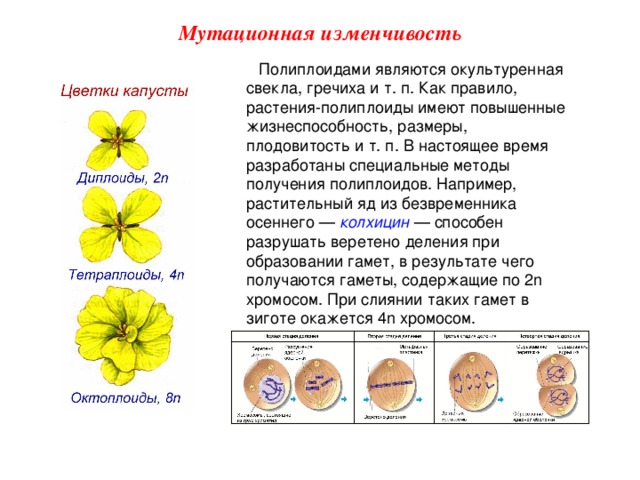 Мутационная изменчивость Полиплоидами являются окультуренная свекла, гречиха и т. п. Как правило, растения-полиплоиды имеют повышенные жизнеспособность, размеры, плодовитость и т. п. В настоящее время разработаны специальные методы получения полиплоидов. Например, растительный яд из безвременника осеннего — колхицин — способен разрушать веретено деления при образовании гамет, в результате чего получаются гаметы, содержащие по 2n хромосом. При слиянии таких гамет в зиготе окажется 4n хромосом.  