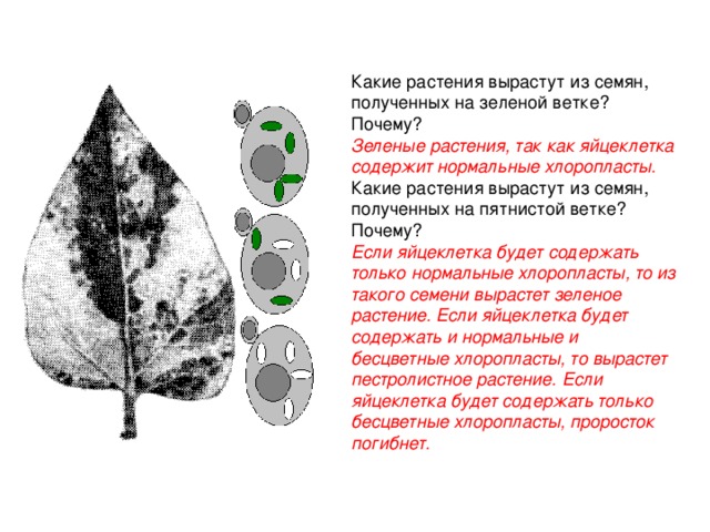 Какие растения вырастут из семян, полученных на зеленой ветке? Почему? Зеленые растения, так как яйцеклетка содержит нормальные хлоропласты. Какие растения вырастут из семян, полученных на пятнистой ветке? Почему? Если яйцеклетка будет содержать только нормальные хлоропласты, то из такого семени вырастет зеленое растение. Если яйцеклетка будет содержать и нормальные и бесцветные хлоропласты, то вырастет пестролистное растение. Если яйцеклетка будет содержать только бесцветные хлоропласты, проросток погибнет. 