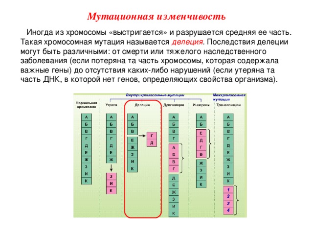 Мутационная изменчивость Иногда из хромосомы «выстригается» и разрушается средняя ее часть. Такая хромосомная мутация называется делеция . Последствия делеции могут быть различными: от смерти или тяжелого наследственного заболевания (если потеряна та часть хромосомы, которая содержала важные гены) до отсутствия каких-либо нарушений (если утеряна та часть ДНК, в которой нет генов, определяющих свойства организма).  