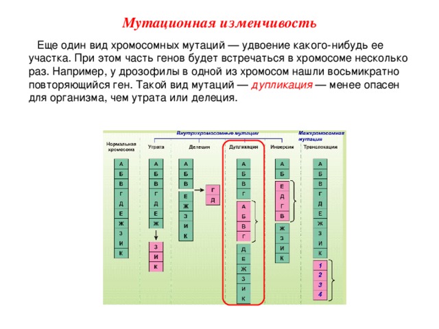 Мутационная изменчивость Еще один вид хромосомных мутаций — удвоение какого-нибудь ее участка. При этом часть генов будет встречаться в хромосоме несколько раз. Например, у дрозофилы в одной из хромосом нашли восьмикратно повторяющийся ген. Такой вид мутаций — дупликация  — менее опасен для организма, чем утрата или делеция.  