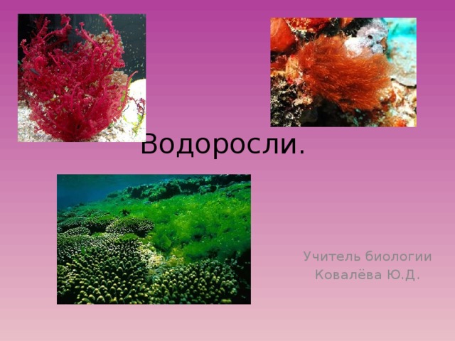 Водоросли. Учитель биологии Ковалёва Ю.Д . 