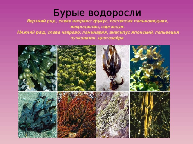 Бурые водоросли  Верхний ряд, слева направо: фукус, постелсия пальмовидная, макроцистис, саргассум.  Нижний ряд, слева направо: ламинария, аналипус японский, пельвеция пучковатая, цистозейра   