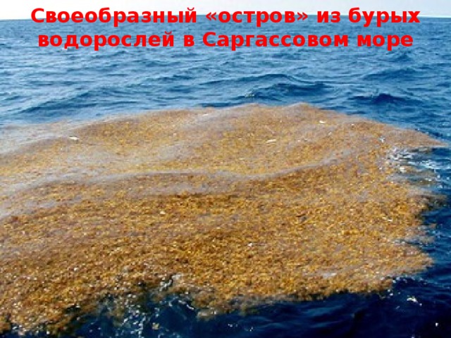 Своеобразный «остров» из бурых водорослей в Саргассовом море 