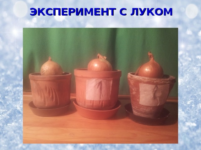 ЭКСПЕРИМЕНТ С ЛУКОМ  