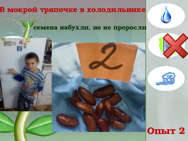 В мокрой тряпочке в холодильнике   семена набухли, но не проросли Опыт 2 