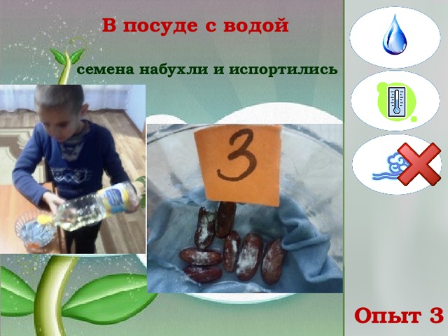 В посуде с водой   семена набухли и испортились  Опыт 3 