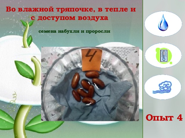 Во влажной тряпочке, в тепле и с доступом воздуха   семена набухли и проросли Опыт 4 