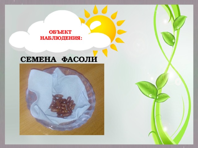  ОБЪЕКТ  НАБЛЮДЕНИЯ:   СЕМЕНА ФАСОЛИ 