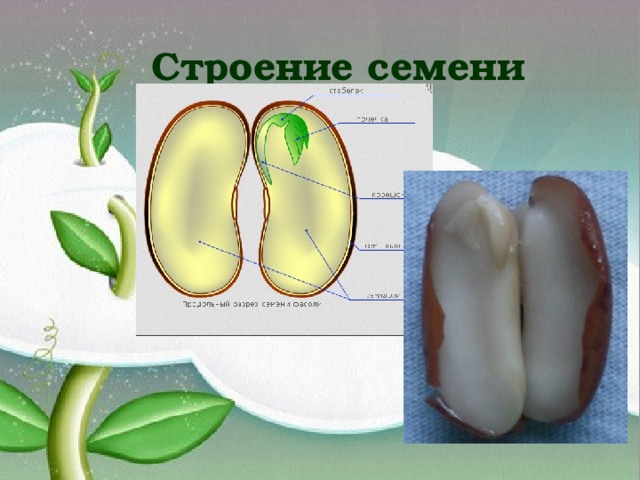 Строение семени 