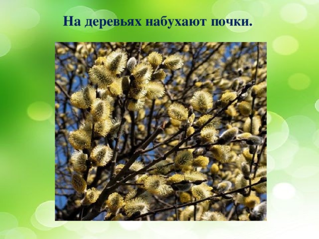 На деревьях набухают почки. 