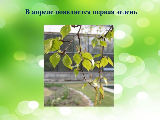В апреле появляется первая зелень 
