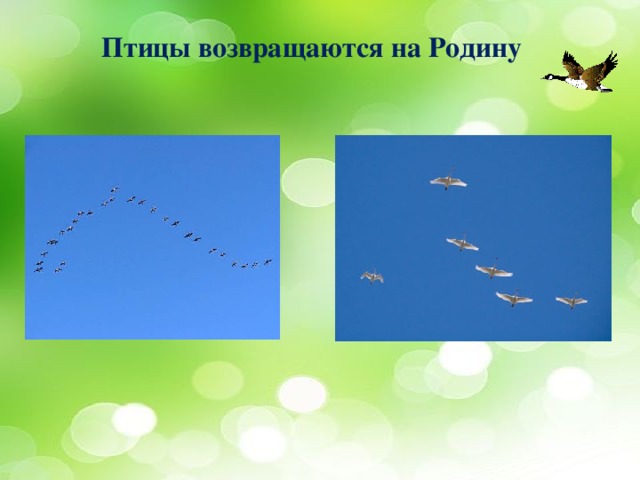 Птицы возвращаются на Родину 