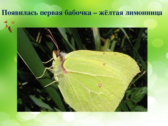 Появилась первая бабочка – жёлтая лимонница 
