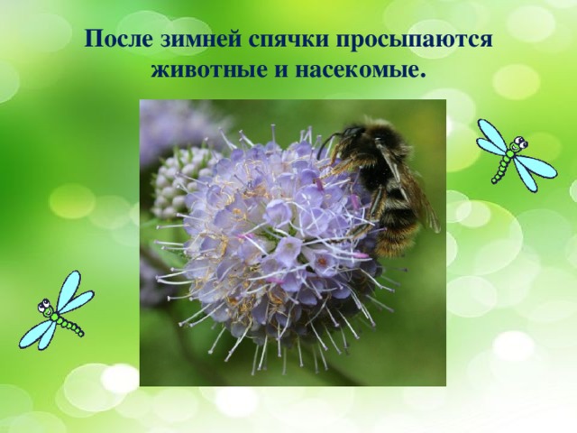 После зимней спячки просыпаются животные и насекомые. 