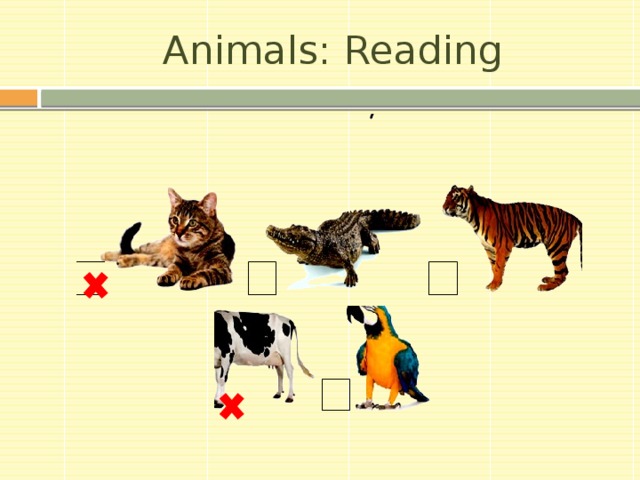 Animals: Reading 