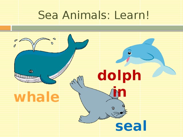 Sea Animals: Learn! dolphin whale seal 