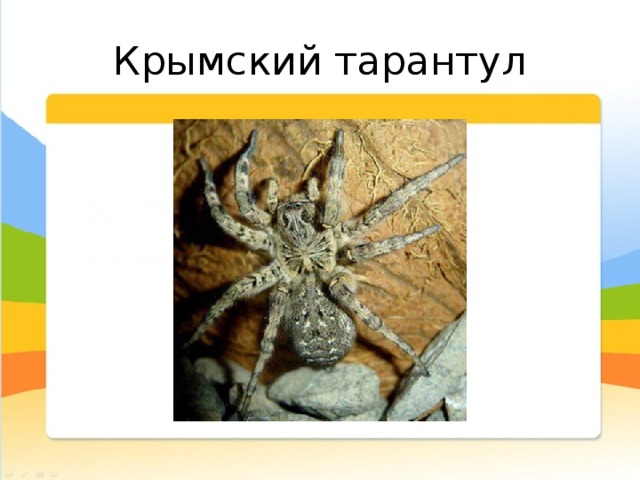 Крымский тарантул  Встречается тарантул в степной части Крыма, охотится ночью, днём предпочитает отсиживаться в норках. Сам не нападает, предпочитает не тратить силы, но если на него, опять же, наступить, сесть, или раздразнить, когда он сидит в норке - укусит обязательно, просто из вредности. Не смертельно, но приятного тоже мало, особенно если вы аллергик. 