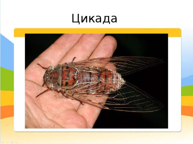 Цикада Цикаду  слышали все, кто приезжал в Крым летом. Жаркими днями, кажется, что этим беспрерывным звонким треском наполнен весь воздух. А вот увидеть цикаду сложно: она невелика, всего чуть больше мухи и прячется в листьях. Зато как «поют»! А «поют» самцы. Они извлекают эти звуки с помощью специальных органов на брюшке — «цимбал» с особыми резонаторами.