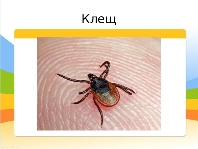 Клещ Иксодовый клещ При относительно малых размерах (2-4 мм), обладают повышенным аппетитом. Это связано с тем, что в большинстве случаев за свою жизнь клещ питается всего два раза: первый раз, в стадии личинки, а второй, в стадии половозрелой самки. Обитают в лесной подстилке, траве, кустах, деревьях, хорошо прогреваемых, но не засушливых местах. Активность клеща припадает на период с мая по август: в самый пик походного сезона. По природе клещ довольно медлительный, но цепкий. Если ему удалось закрепиться на своей жертве, то извлечь его полностью бывает сложно. Это связано с тем, что челюсти клеща имеют форму зазубренного гарпуна. Присосавшаяся самка клеща может увеличиться в объеме в 100-200 раз, представьте, сколько крови может выпить десяток таких тварей. Но главная их опасность совсем не в количестве выпиваемой крови, а в распространении опасного вируса – энцефалита, который вместе со слюной попадает в кровь жертвы.