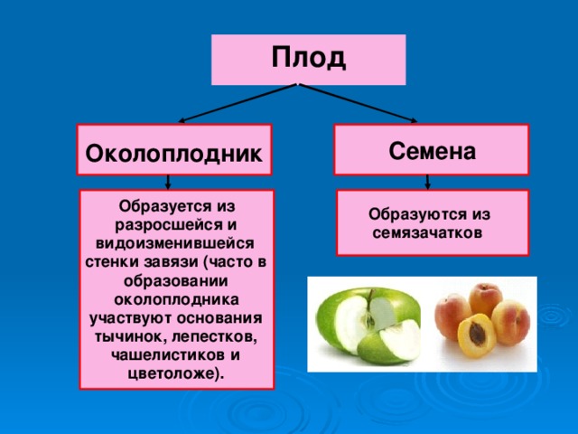 Плод Семена Околоплодник Образуется из Образуются из разросшейся и семязачатков видоизменившейся стенки завязи (часто в образовании околоплодника участвуют основания тычинок, лепестков, чашелистиков и цветоложе). 