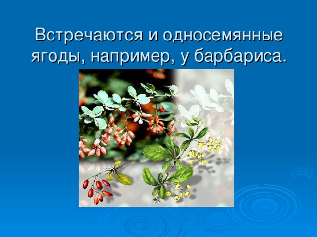 Встречаются и односемянные ягоды, например, у барбариса.   
