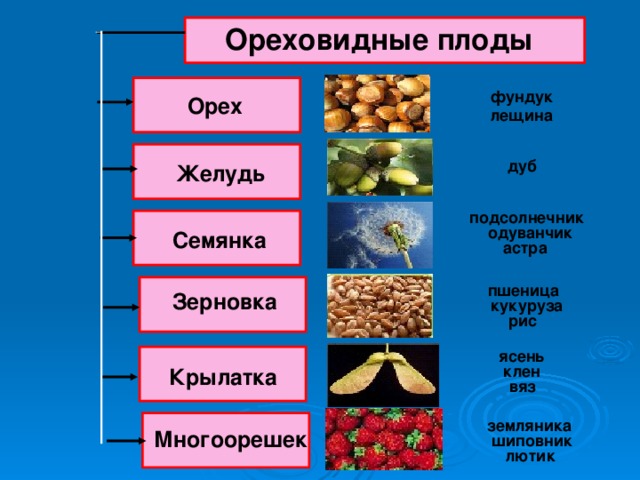 Ореховидные плоды фундук Орех лещина дуб Желудь подсолнечник одуванчик Семянка астра пшеница Зерновка кукуруза рис ясень клен Крылатка вяз земляника Многоорешек шиповник лютик 