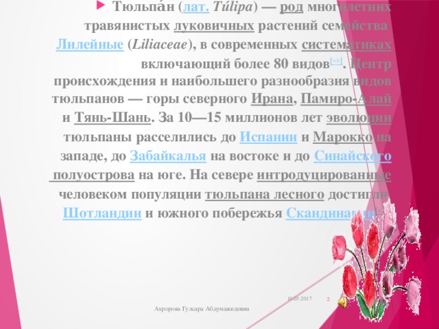 Тюльпа́н ( лат.   Túlipa ) —  род  многолетних травянистых  луковичных  растений семейства  Лилейные  ( Liliaceae ), в современных  систематиках  включающий более 80 видов [⇨] . Центр происхождения и наибольшего разнообразия видов тюльпанов — горы северного  Ирана ,  Памиро-Алай  и  Тянь-Шань . За 10—15 миллионов лет  эволюции  тюльпаны расселились до  Испании  и  Марокко  на западе, до  Забайкалья  на востоке и до  Синайского полуострова  на юге. На севере  интродуцированные  человеком популяции  тюльпана лесного  достигли  Шотландии  и южного побережья  Скандинавии [⇨]