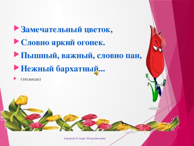 Замечательный цветок, Словно яркий огонек. Пышный, важный, словно пан, Нежный бархатный... (тюльпан)