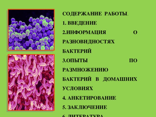 СОДЕРЖАНИЕ РАБОТЫ . 1. ВВЕДЕНИЕ 2.ИНФОРМАЦИЯ О РАЗНОВИДНОСТЯХ БАКТЕРИЙ 3.ОПЫТЫ ПО РАЗМНОЖЕНИЮ БАКТЕРИЙ В ДОМАШНИХ УСЛОВИЯХ 4. АНКЕТИРОВАНИЕ 5. ЗАКЛЮЧЕНИЕ 6. ЛИТЕРАТУРА 