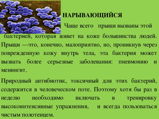 НАРЫВАЮЩИЙСЯ Чаще всего прыщи вызваны этой  бактерией, которая живет на коже большинства людей. Прыщи —это, конечно, малоприятно, но, проникнув через поврежденную кожу внутрь тела, эта бактерия может вызвать более серьезные заболевания: пневмонию и менингит. Природный антибиотик, токсичный для этих бактерий, содержится в человеческом поте. Поэтому хотя бы раз в неделю необходимо включать в тренировку высокоинтенсивные упражнения, и всегда пользоваться чистым полотенцем.  
