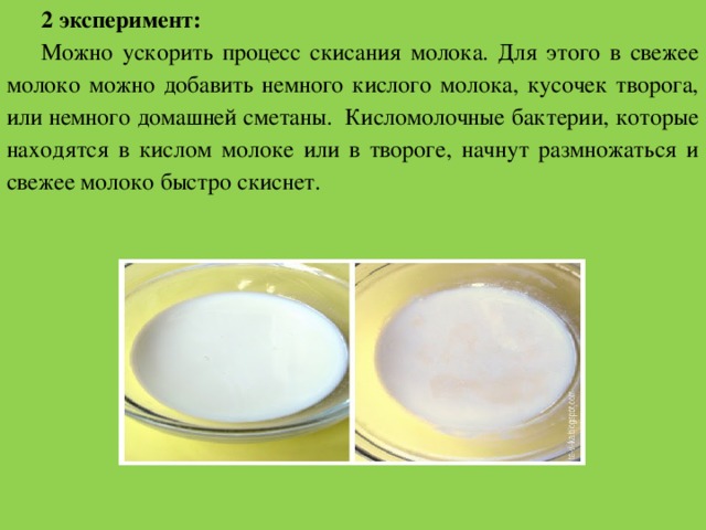 2 эксперимент: Можно ускорить процесс скисания молока. Для этого в свежее молоко можно добавить немного кислого молока, кусочек творога, или немного домашней сметаны.  Кисломолочные бактерии, которые находятся в кислом молоке или в твороге, начнут размножаться и свежее молоко быстро скиснет. 