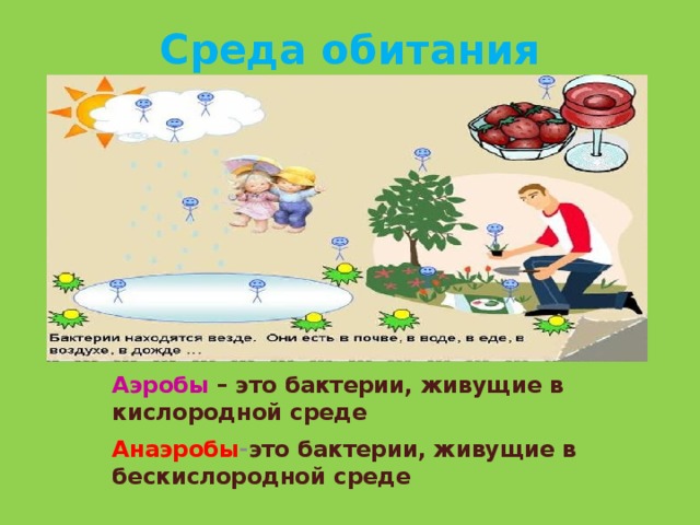 Среда обитания  Бактерии обитают всюду    Аэробы – это бактерии, живущие в кислородной среде Анаэробы - это  бактерии, живущие в бескислородной среде 