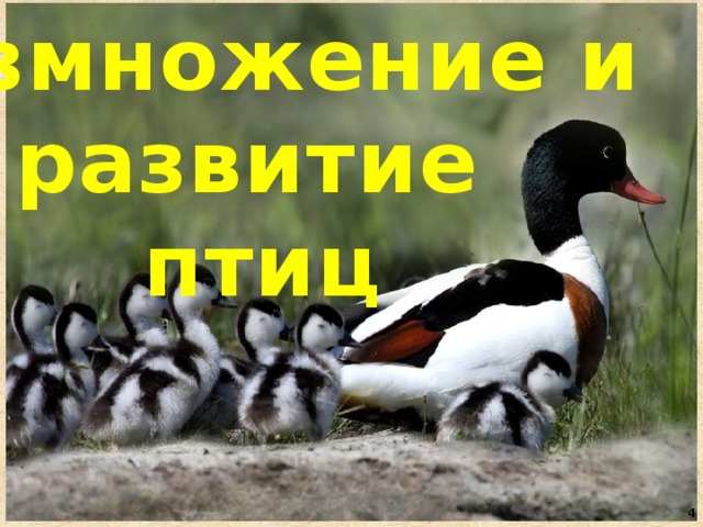 Размножение и развитие птиц