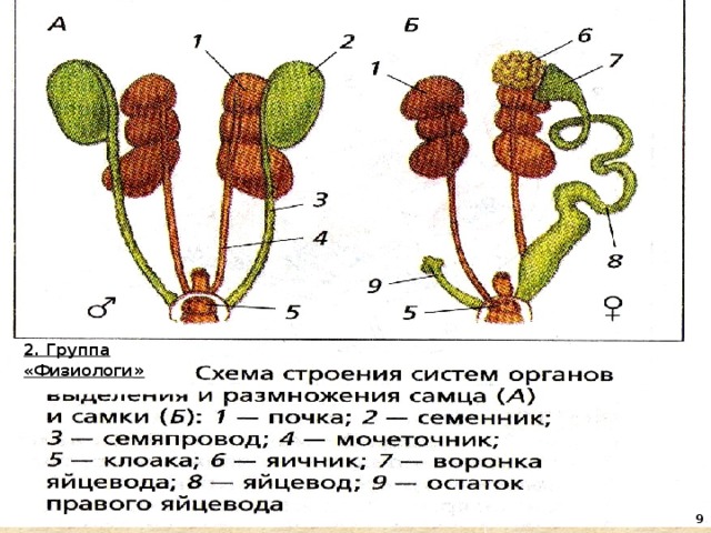2. Группа «Физиологи »